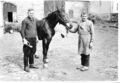 Besitzer Johann Biegel Senior (rechts) vom Bauernhof alte Haus Nr. 30 heute <a class="mw-selflink selflink">Fischerberg 10</a> mit Pferdeschmied Georg Jäger aus der <!--LINK'" 0:12--> beim "Pferde putzen", wo die langen Haare an den Fesseln abgeschnitten wurden