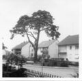 Alte Kiefer (ältester Baum Stadelns 2013 gefällt) und steinernes Sühnekreuz an der <a class="mw-selflink selflink">Theodor-Heuss-Straße</a> 1961