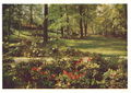 Gartenschau 1951, Rhododendrongarten. Historische Postkarte