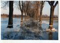 Hochwasser und eisige Hochwassermarken an den Alleebäumen vom <a class="mw-selflink selflink">Käppnerweg</a> aus Richtung <!--LINK'" 0:26--> im März 1987