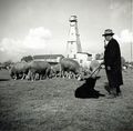 Schäfer mit seinen Schafen vor dem Bohrturm der König-Ludwig-Quelle im Espan, ca. 1935