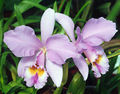 Verkaufsschlager der Blumenhandlung Blumen-Pfaff: die selbst gezüchtete Orchideenart Cattleya gaskelliana