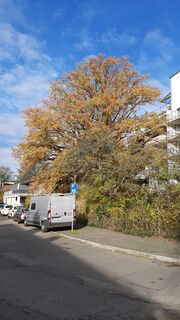Zwei Eichen in der Jahnstraße 3 (3).jpg