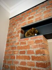 2021-11-14 Wombat.jpg