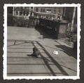 Der Familienhund auf der großen Terrasse an Ostseite der Villa (im Hintergrund Hornschuchpromenade 20/21 sowie der Obstkiosk Nr. 20 1/2), um 1955