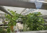 Garten Landwirtschaftsschule Gewächshaus mit elektronischer Beschattung 2.jpg