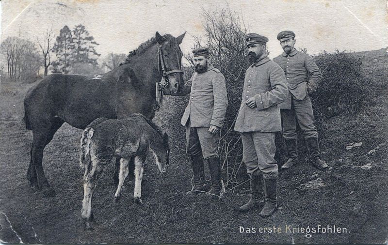 Datei:AK Kriegsfohlen 1 WK.jpg