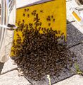 Bienenvolk auf Wanderschaft - eingefangen durch die Feuerwehr Fürth, Mai 2022