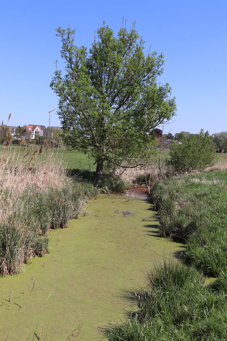 Wiesengrund Entwässerungsgraben.JPG