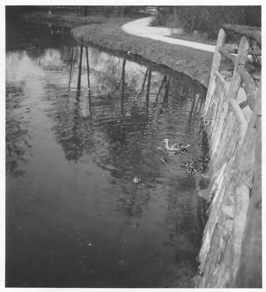 Datei:Schmidtkunstweiher 3 1956.jpg