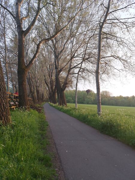 Datei:Pappelsteig Frühjahr 2022.jpg
