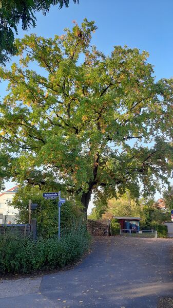 Datei:Naturdenkmal Eiche in der Wilhelmstraße (3).jpg