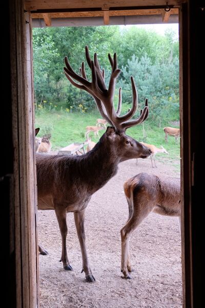 Datei:Rotwild Aug 2021 10.jpg