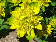 Vielfarbige Wolfsmilch.JPG