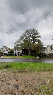 Ulme an der Parkstraße (2).jpg