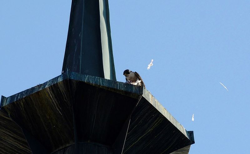 Datei:Wanderfalke mit Beute 03.jpg