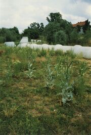 NL-FW 04 1242 KP Schaack Kavierlein 25.7.1997.jpg