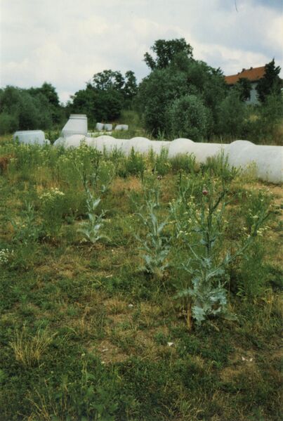 Datei:NL-FW 04 1242 KP Schaack Kavierlein 25.7.1997.jpg