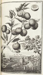 Die Doser Brucken Volckamer1708.jpg