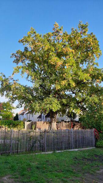 Datei:Naturdenkmal Eiche in der Wilhelmstraße (2).jpg