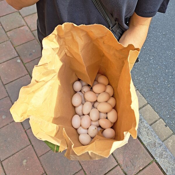 Datei:Taubeneier 20240903.jpg