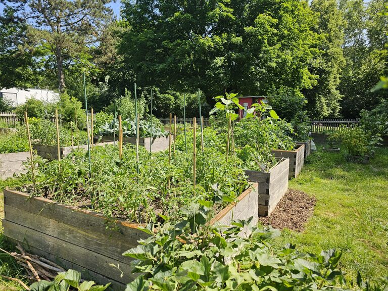 Gemeinschaftsgarten Friedensanlage, Juni 2025 (4).jpg