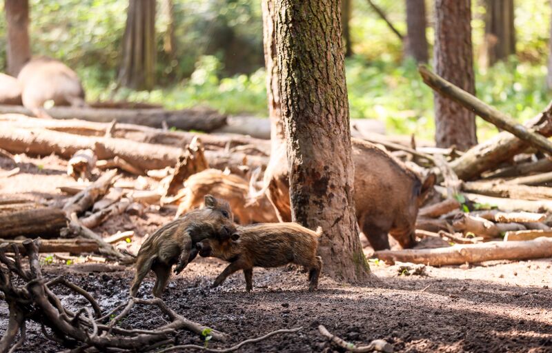 Datei:Wildschweingehege Sept 2023 5.jpg