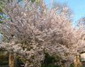 Frühling im Rosengarten; Pergola im Hintergrund
