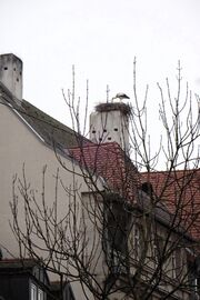 Storch Nürnberger Straße 2 a 2025.jpg