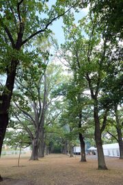 Eichenhain 2018 1.jpg