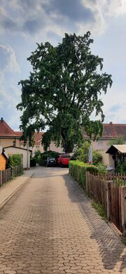 Eiche in der Georgenstraße (3).jpg