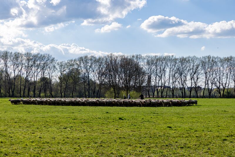 Datei:Pappelsteig 2022.jpg