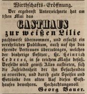 WeißeLilie 1844.JPG