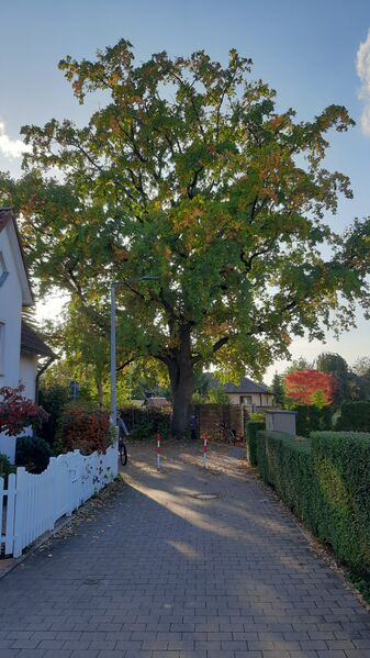 Datei:Naturdenkmal Eiche in der Wilhelmstraße (1).jpg