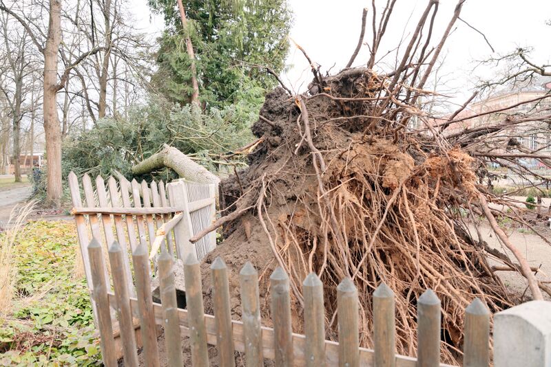 Datei:Sturmschäden Feb 2022 1.jpg