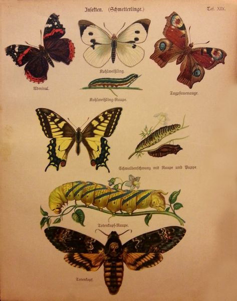 Datei:Zoologischer Bilderatlas III.jpg