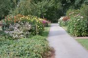 Dahlienallee im Stadtpark.JPG