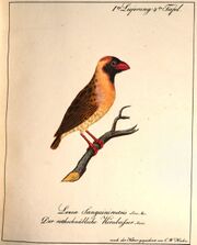 Hahn (Kernbeißer).jpg