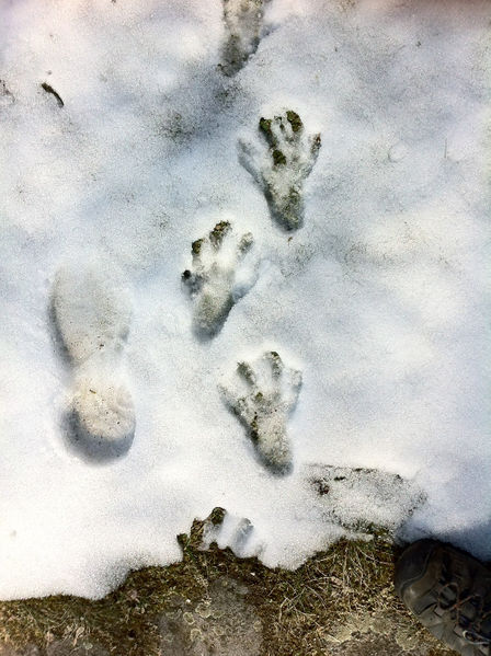 Datei:Biber März 2013.jpg