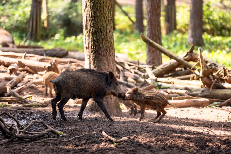 Datei:Wildschweingehege Sept 2023.jpg