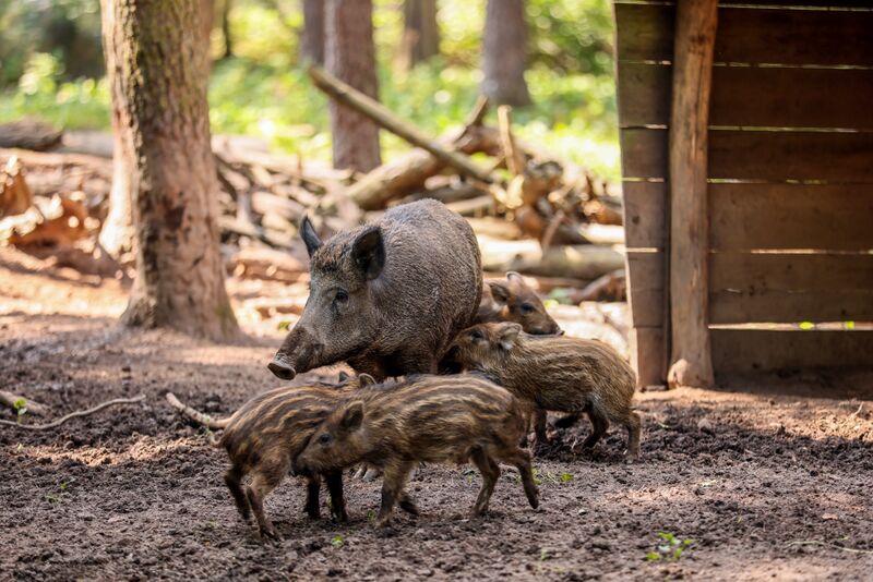 Datei:Wildschweingehege Sept 2023 6.jpg