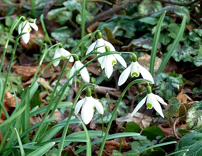 Datei:Schneeglöckchen2.jpg
