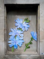 2024-07-07 Tania Engelke Fensterblume IV.jpg