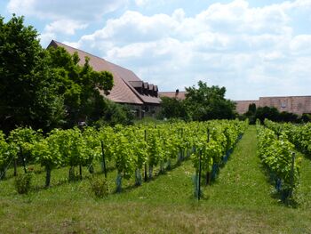 Weinberg Poppenreuth mit Rebsorte Solaris