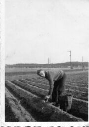 NL-FW 09 KP 2148 Spargelstechen Stadeln 1935.jpg