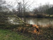 Biberspuren Dez 2017 1.jpg