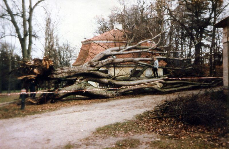 Datei:Burgfarrnbach Baum gestürzt 1992.jpg