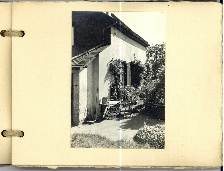 Datei:Grüner Park Blatt 3.jpg