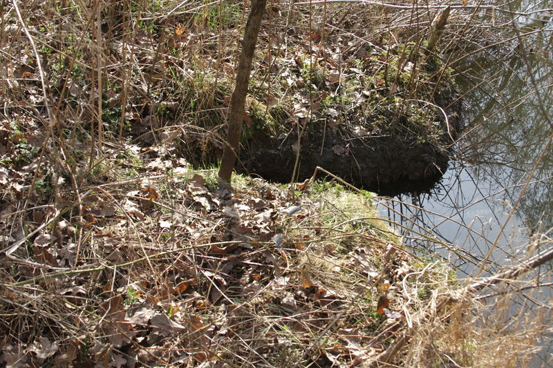 Datei:Biberspuren am Farrnbach (4).JPG