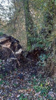 Alte Weide südwestlich des Waldmannsweihers (3).jpg